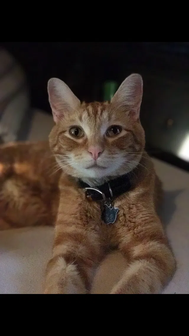 Lost cat in Saint Paul, MN, 55106
