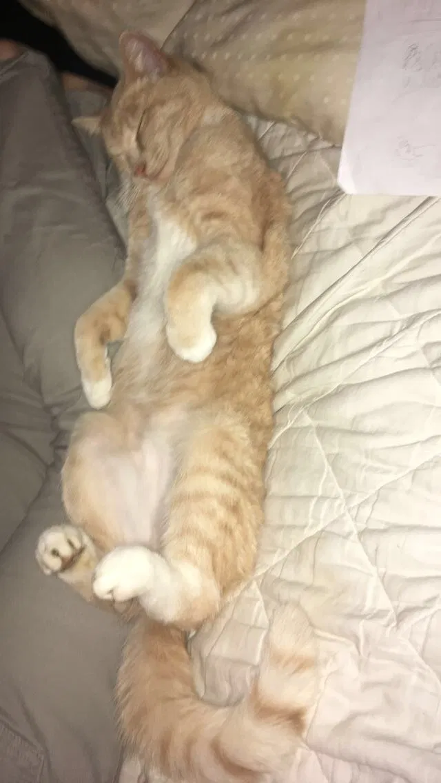 Lost cat in Eugene, OR, 97404