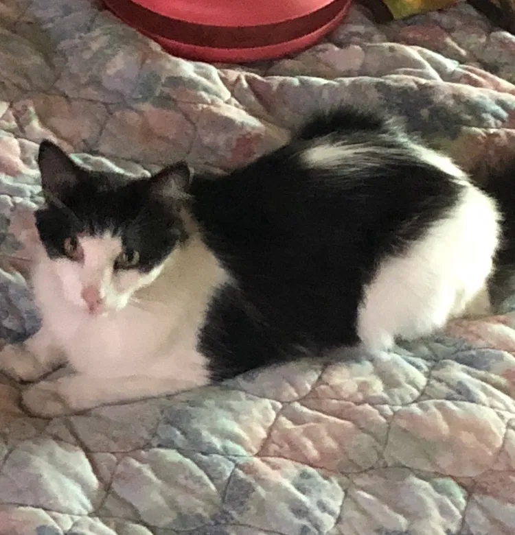 Lost cat in Newark, CA, 94560