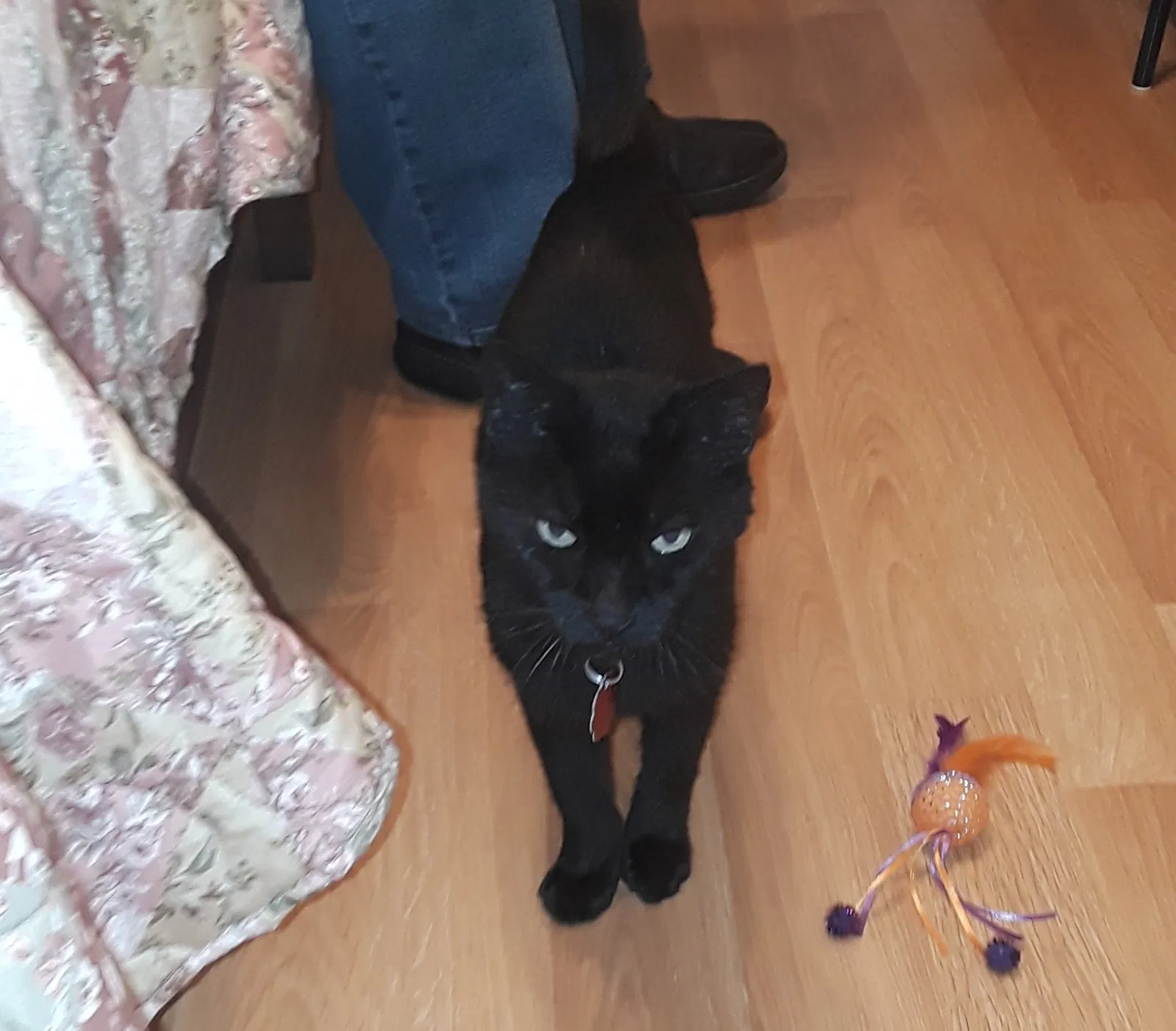 Lost cat in Austin, TX, 78752