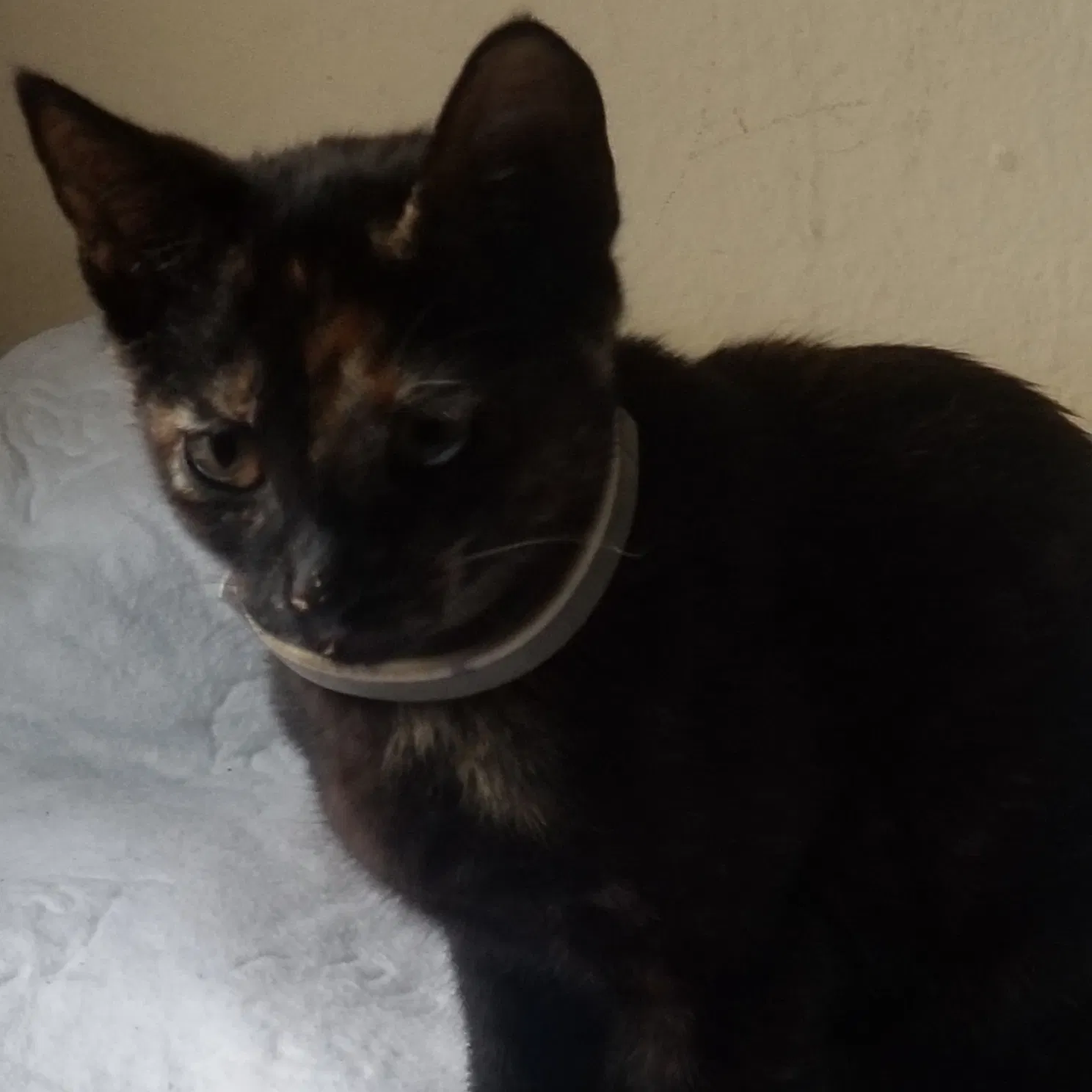Lost cat in Westminster, CA, 92683