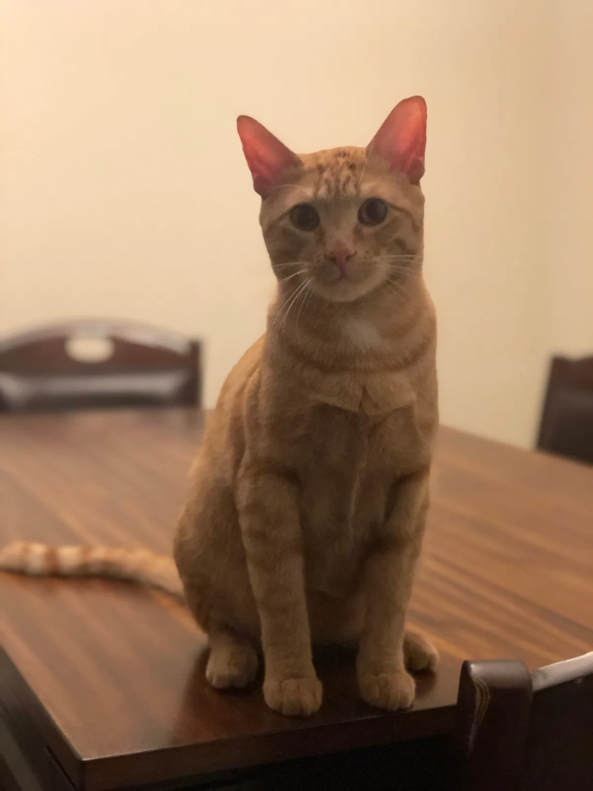 Lost cat in Friendswood, TX, 77546