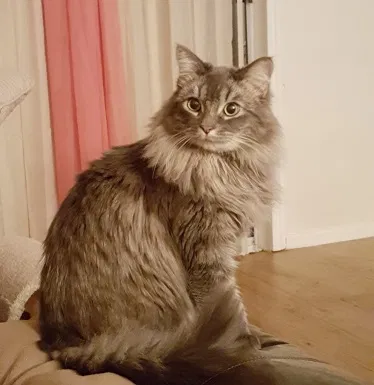 Lost cat in Sylmar, CA, 91342