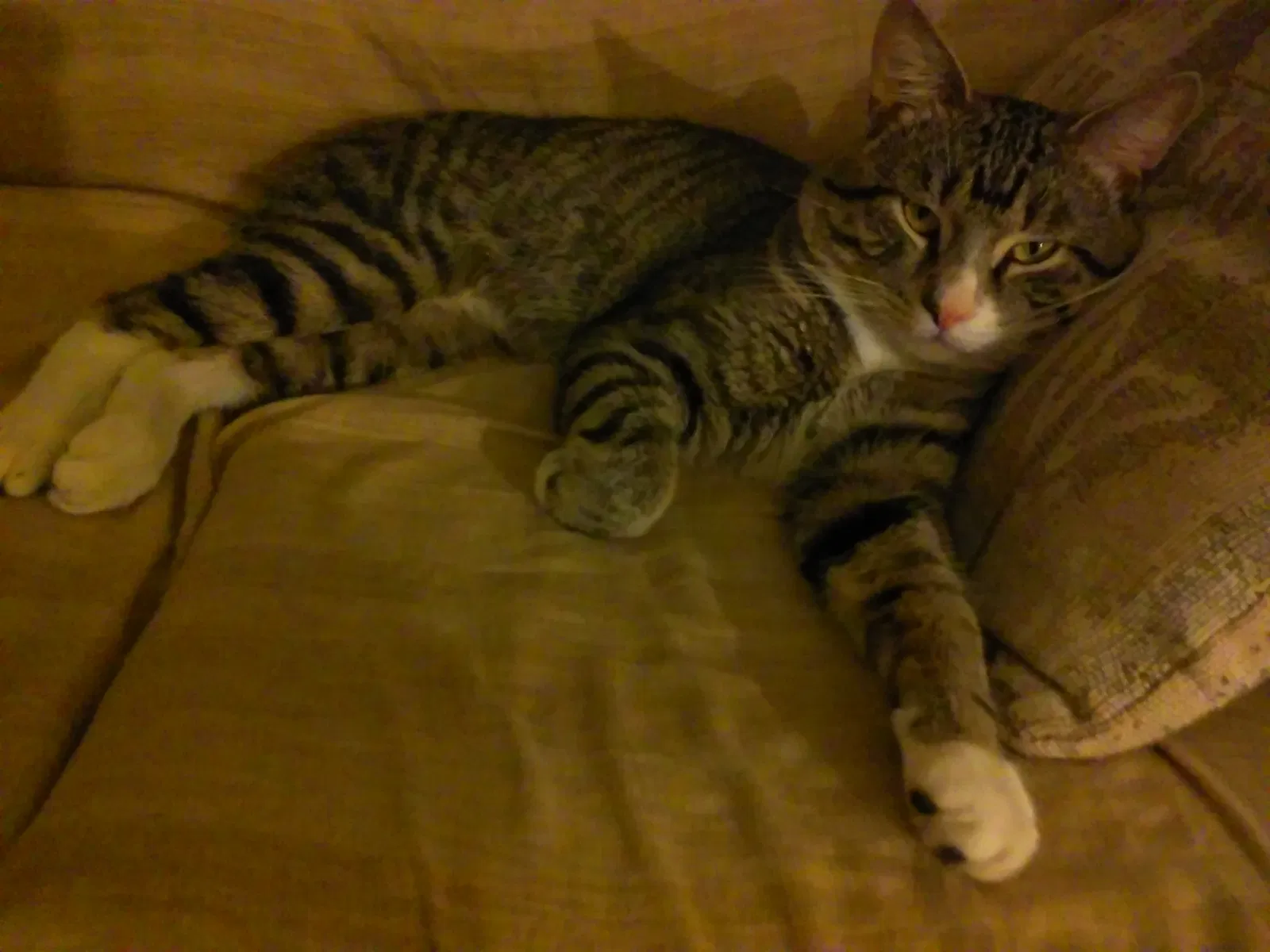 Lost cat in Milwaukee, WI, 53209