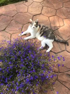 Lost cat in Gretna, NE, 68028