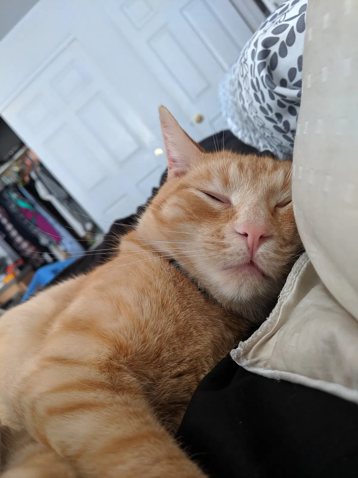 Lost cat in Sun Valley, NV, 89433