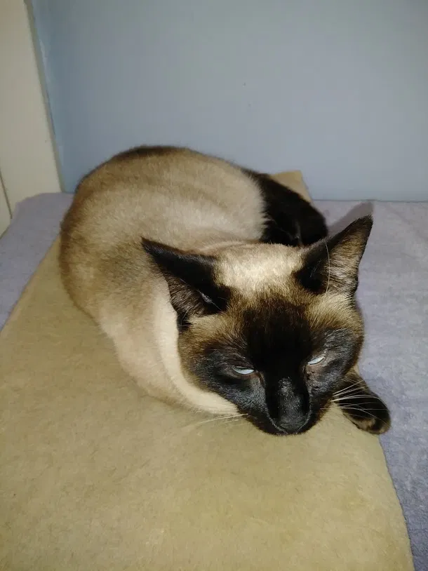 Lost cat in Chicago, IL, 60618