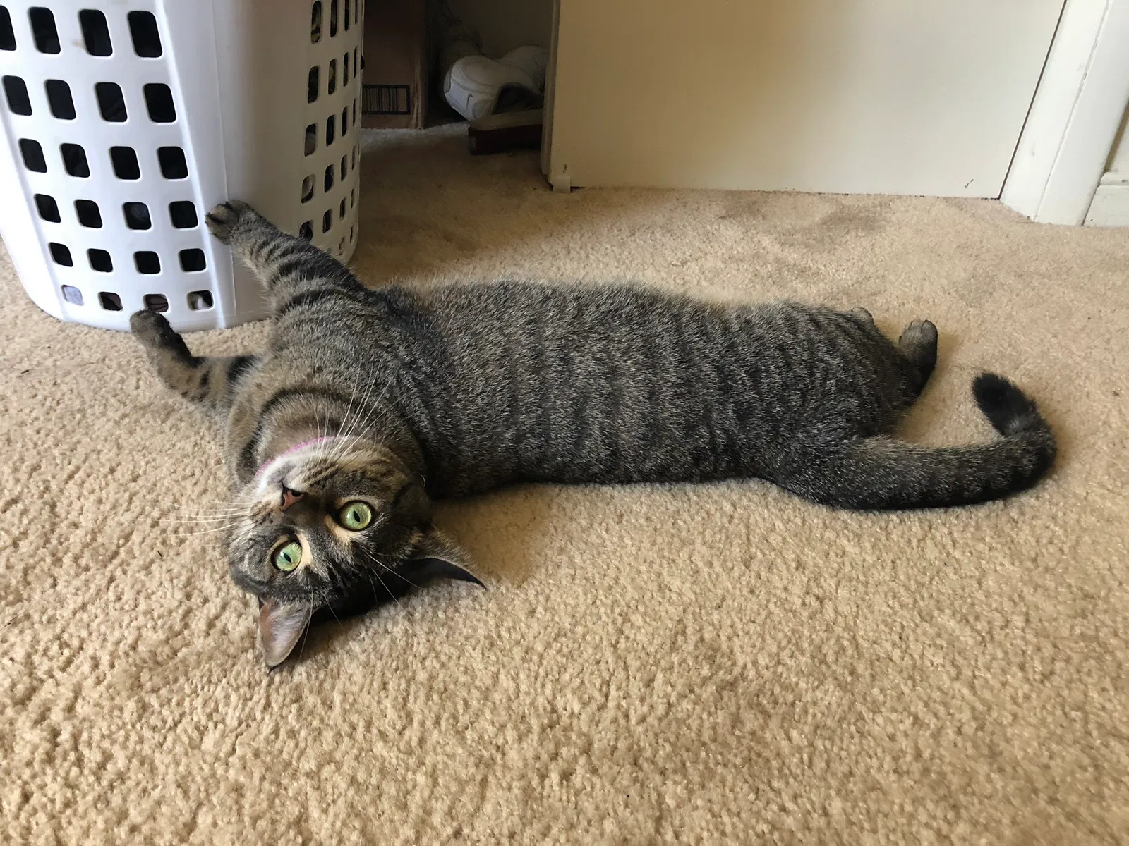Lost cat in Henrico, VA, 23238