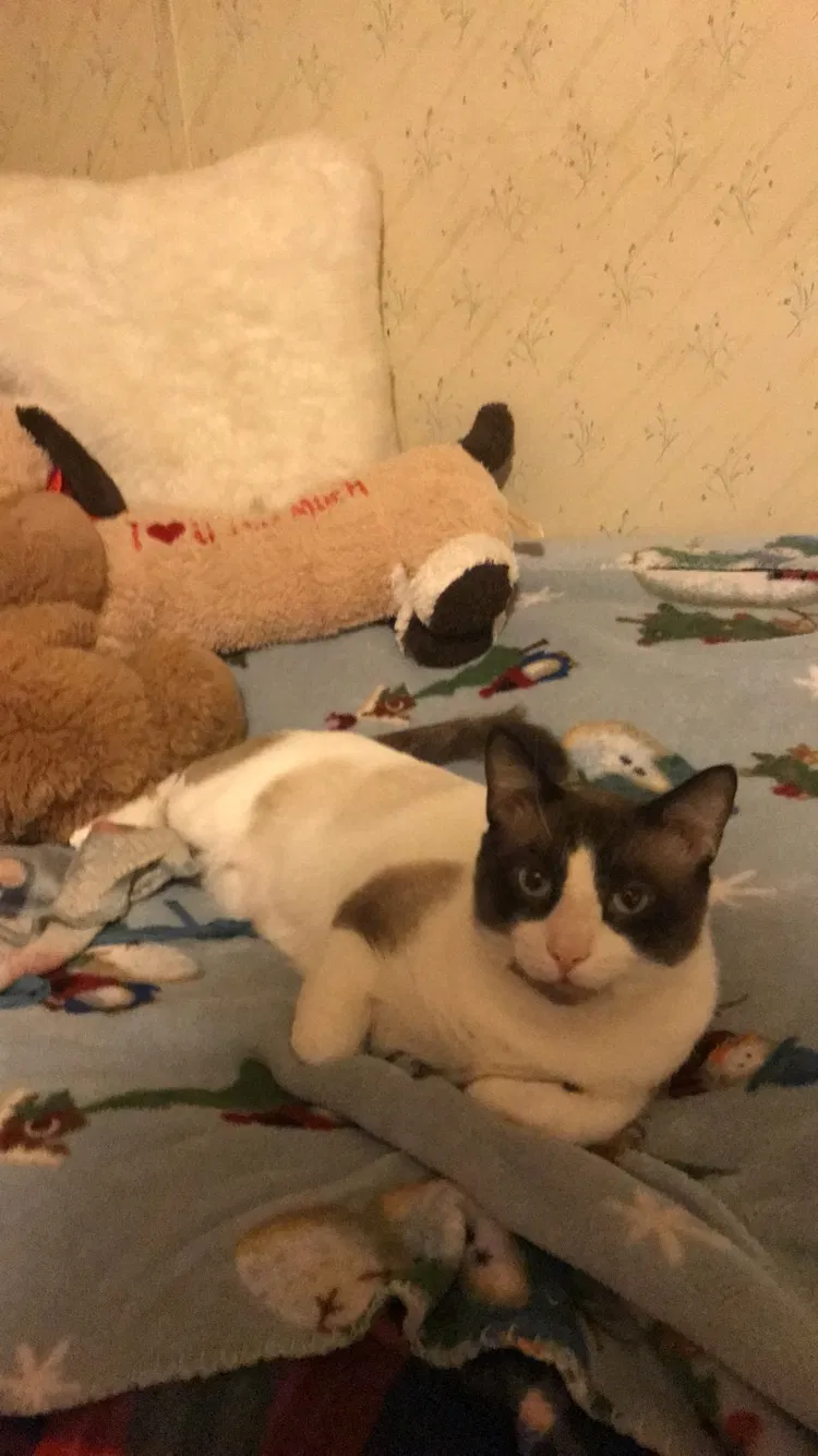 Lost cat in Morrisville, VT, 5661