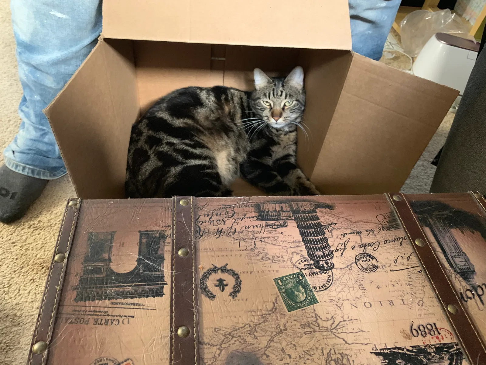Lost cat in University Place, WA, 98467