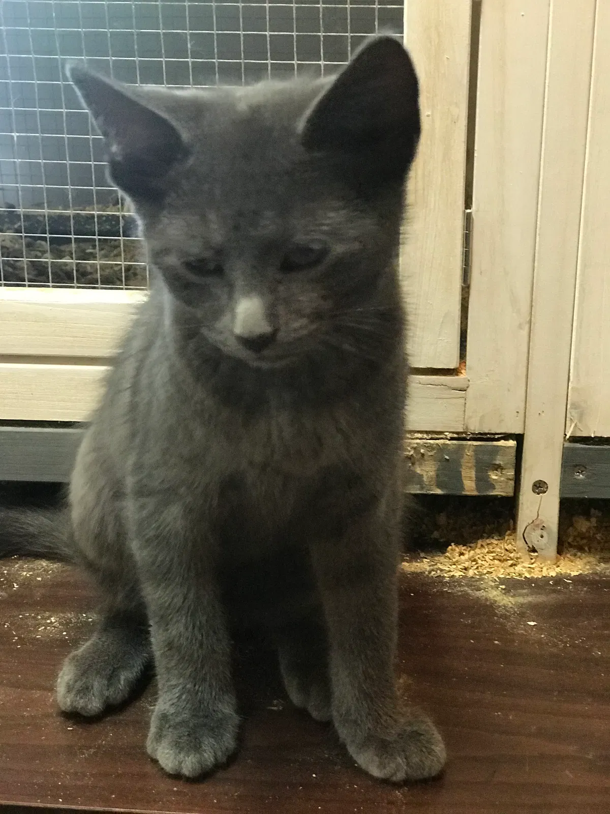 Lost cat in Mooresville, IN, 46158