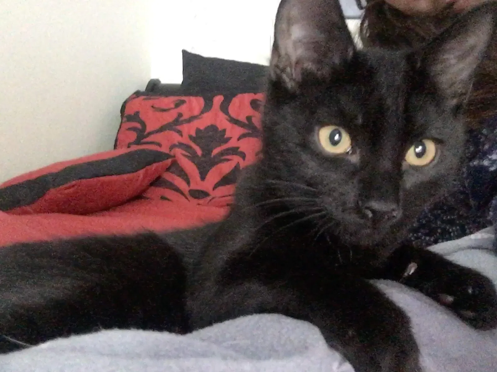 Lost cat in Charlotte, NC, 28269