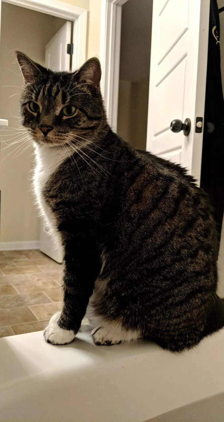 Lost cat in Clayton, NC, 27527
