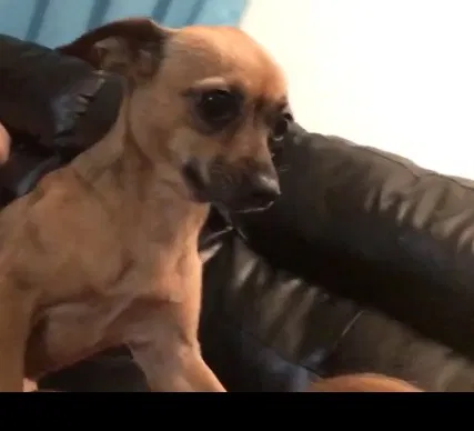 Lost dog in Phoenix, AZ, 85008