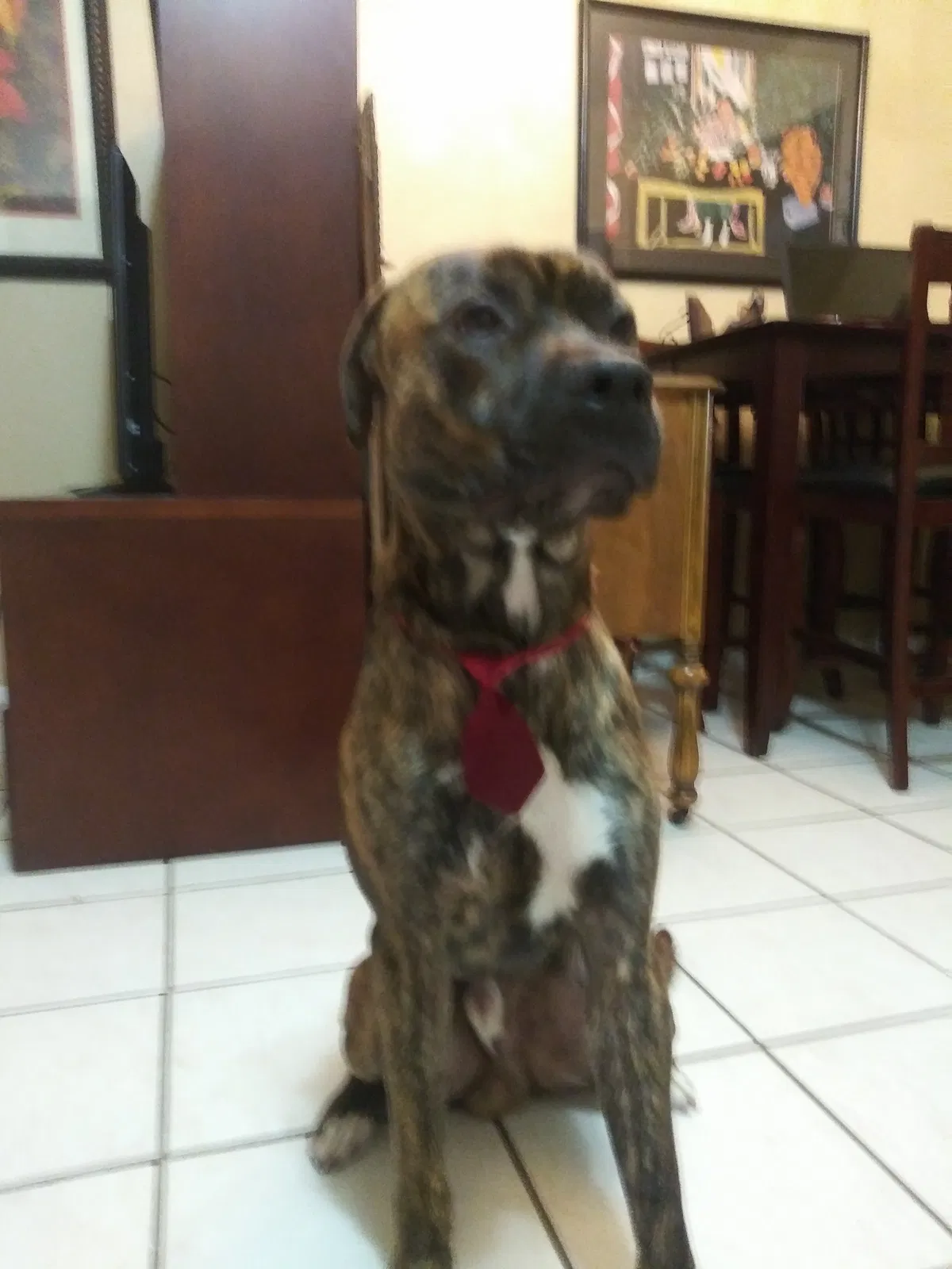Lost dog in Surprise, AZ, 85378