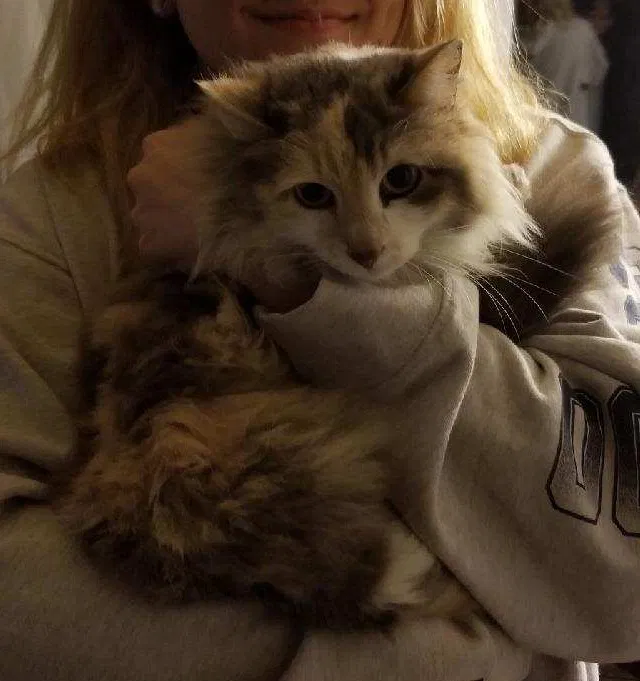 Lost cat in Denver, CO, 80229