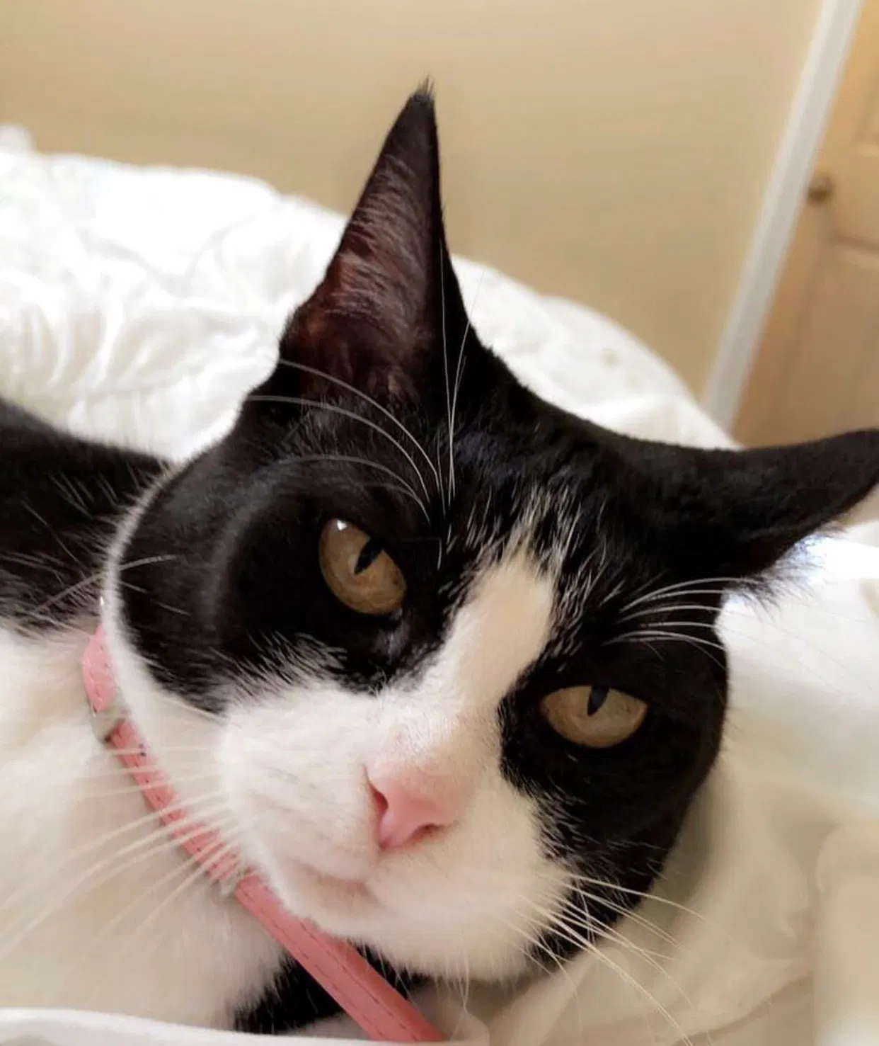 Lost cat in Sumter, SC, 29154