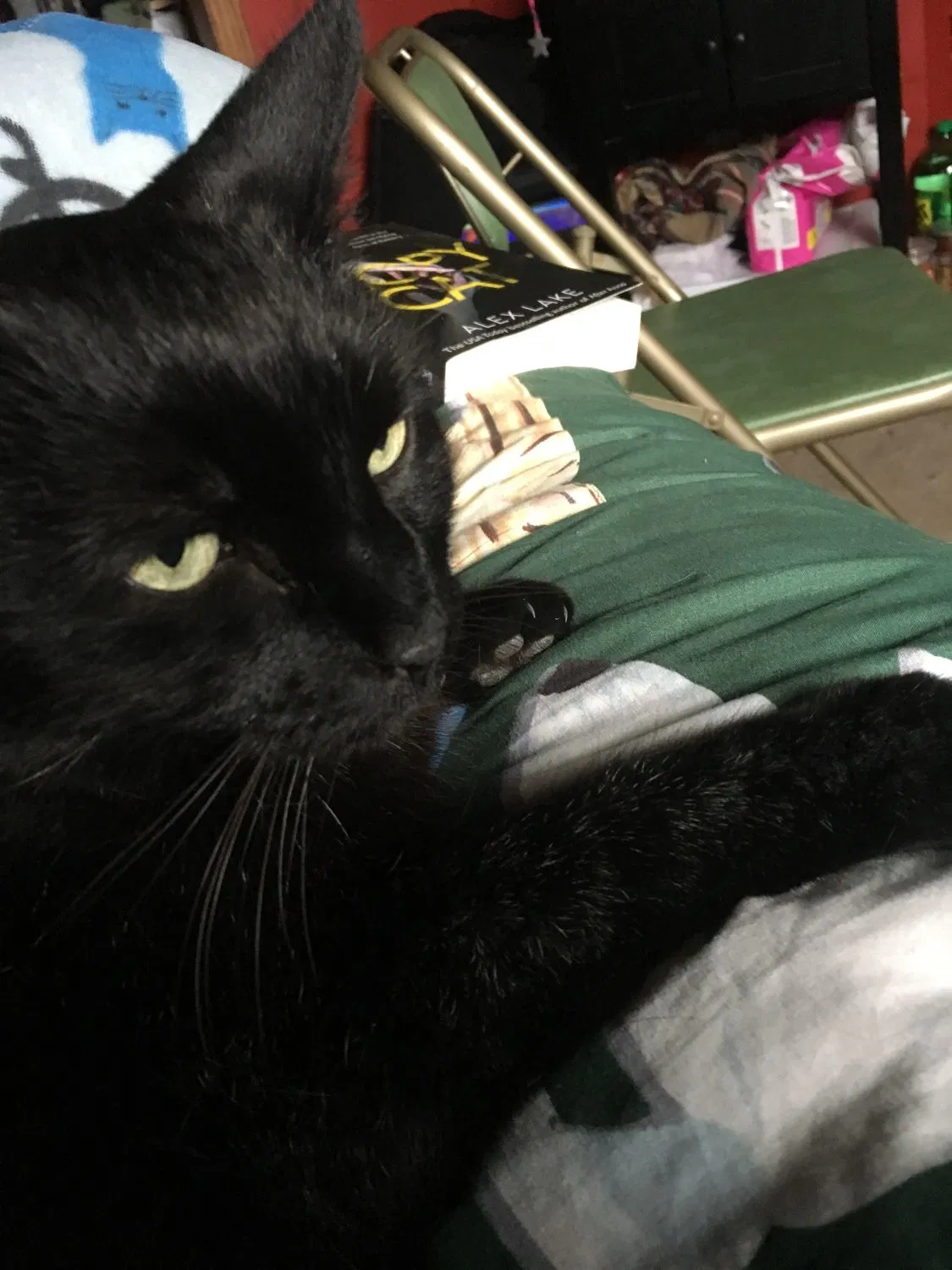 Lost cat in Muskego, WI, 53150