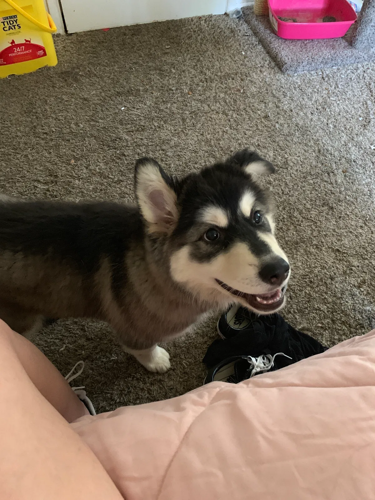 Lost dog in Lomita, CA, 90717