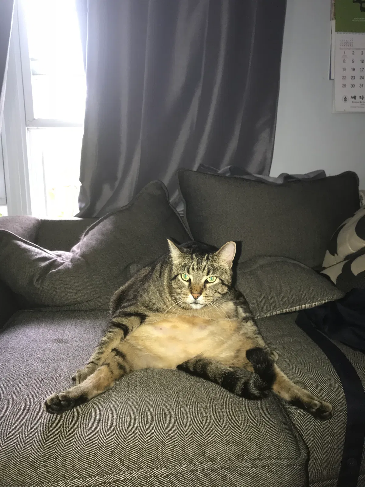 Lost cat in Streamwood, IL, 60107
