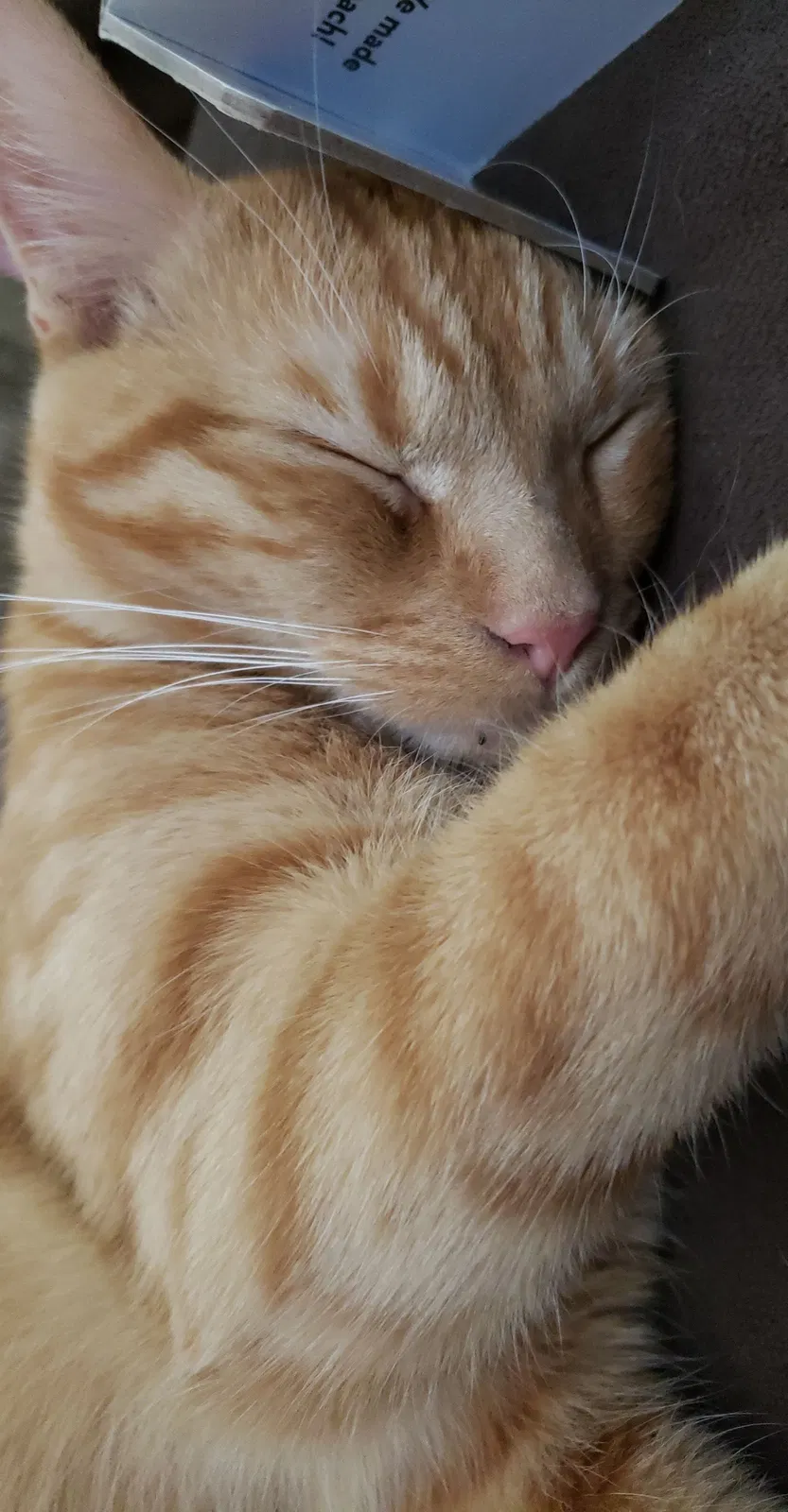 Lost cat in Greenville, PA, 16125
