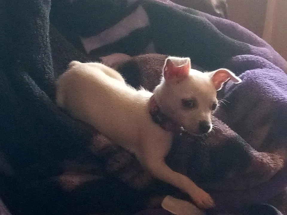 Lost dog in Glendale, AZ, 85301