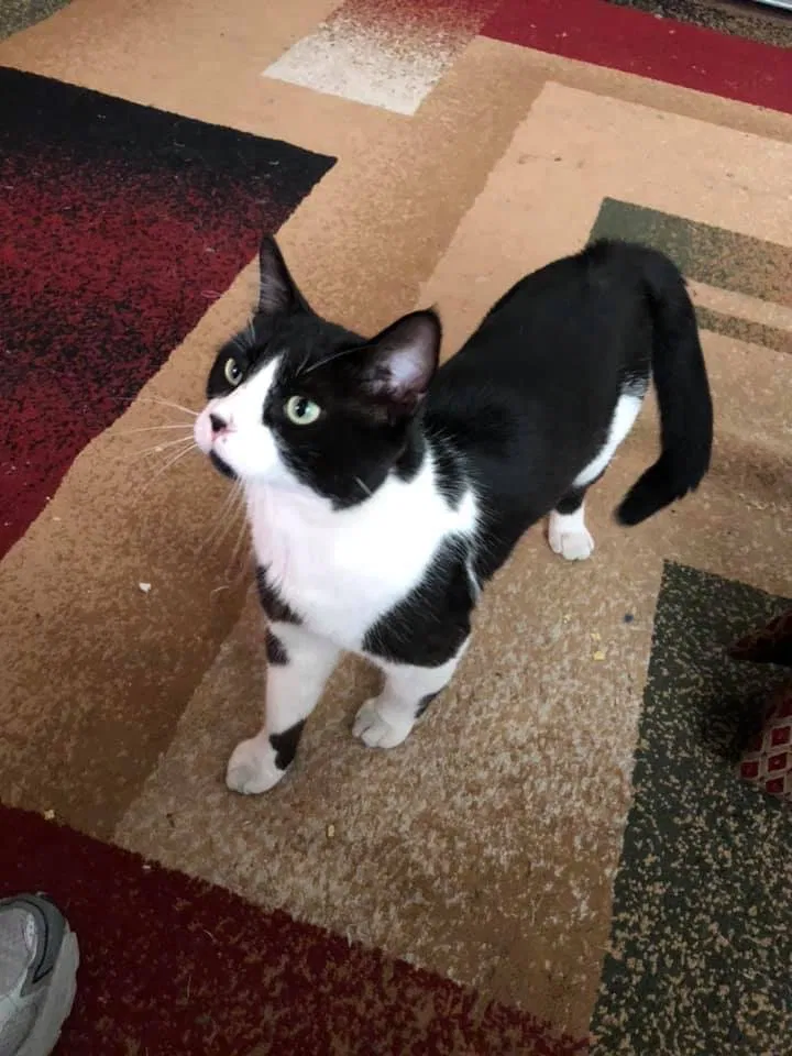 Lost cat in Albuquerque, NM, 87113