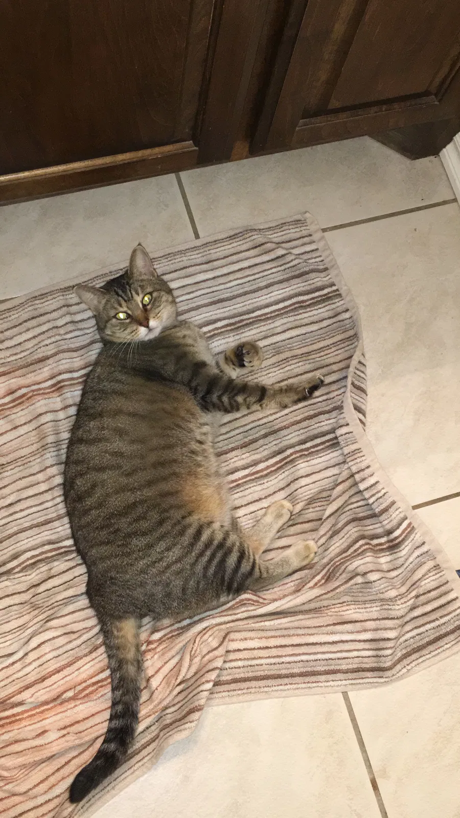 Lost cat in Edmond, OK, 73013