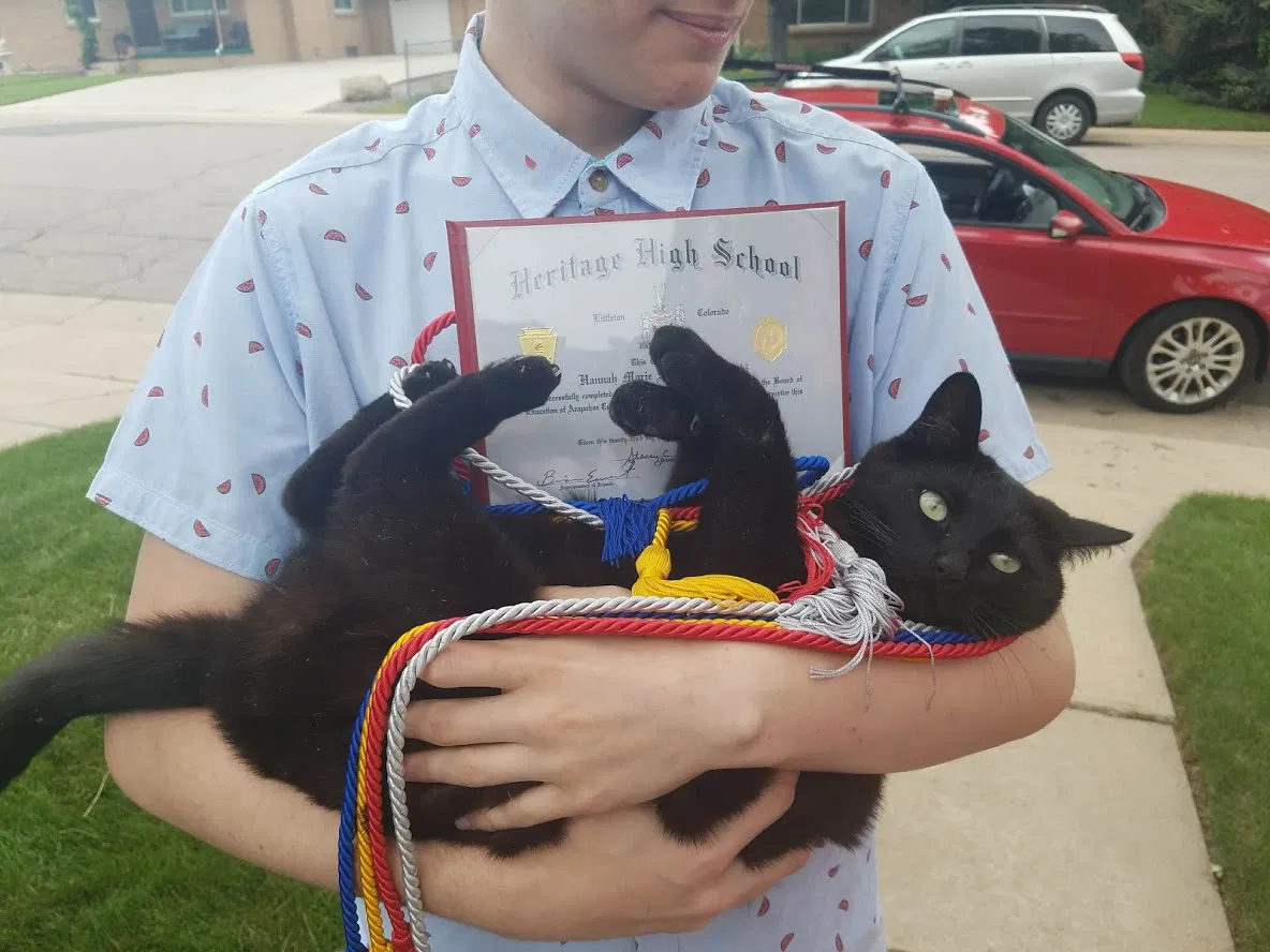 Lost cat in Littleton, CO, 80120
