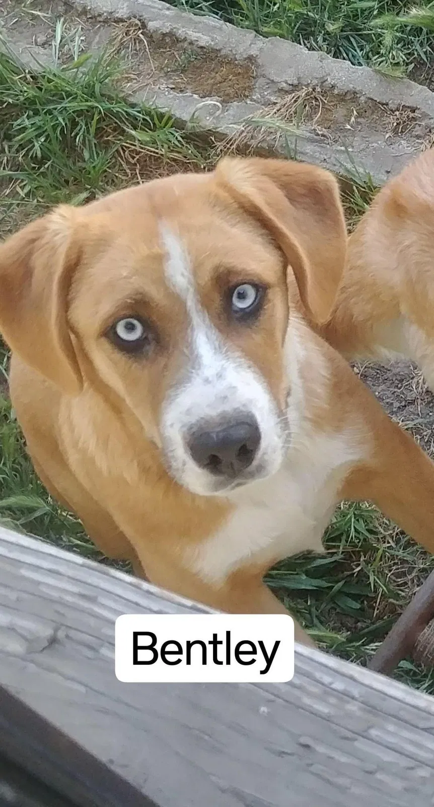 Lost dog in Torrance, CA, 90504