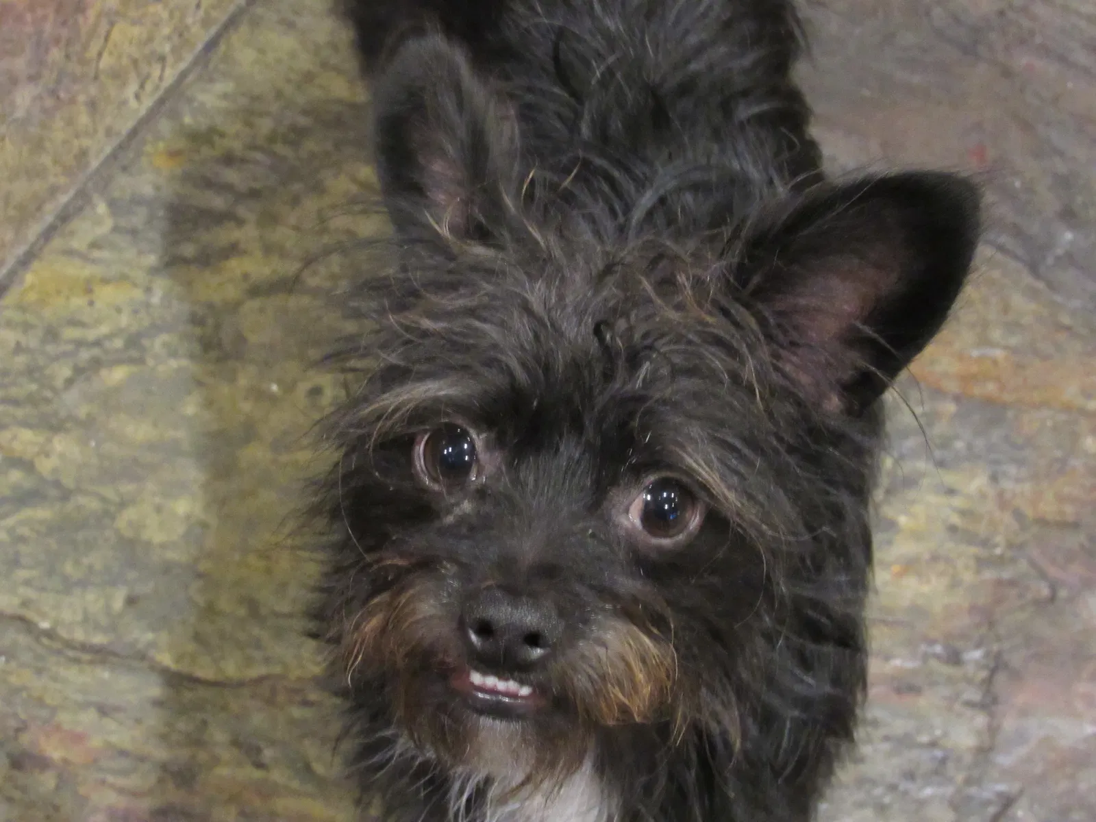 Lost dog in San Clemente, CA, 92672