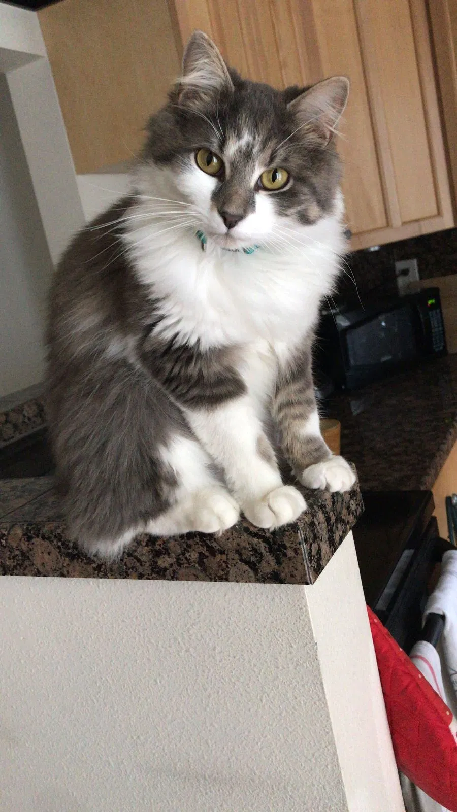 Lost cat in Charlotte, NC, 28210