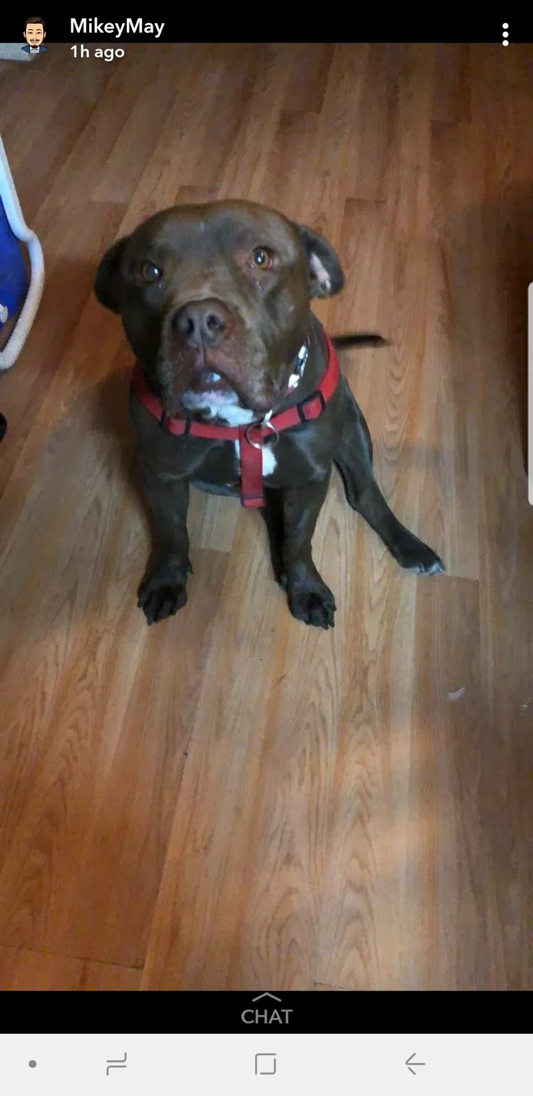 Lost dog in Tucson, AZ, 85706