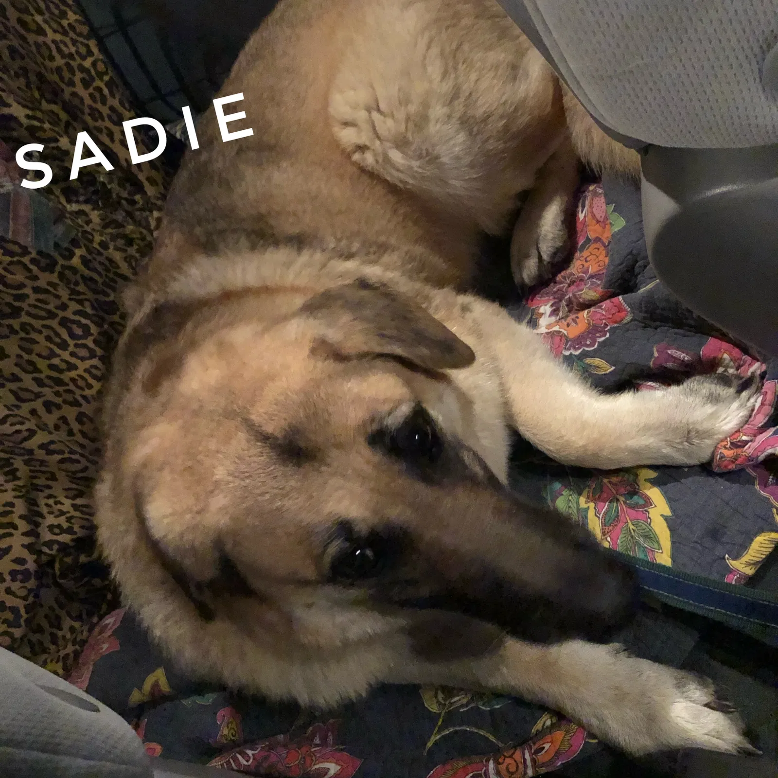 Lost dog in Springfield, MO, 65802