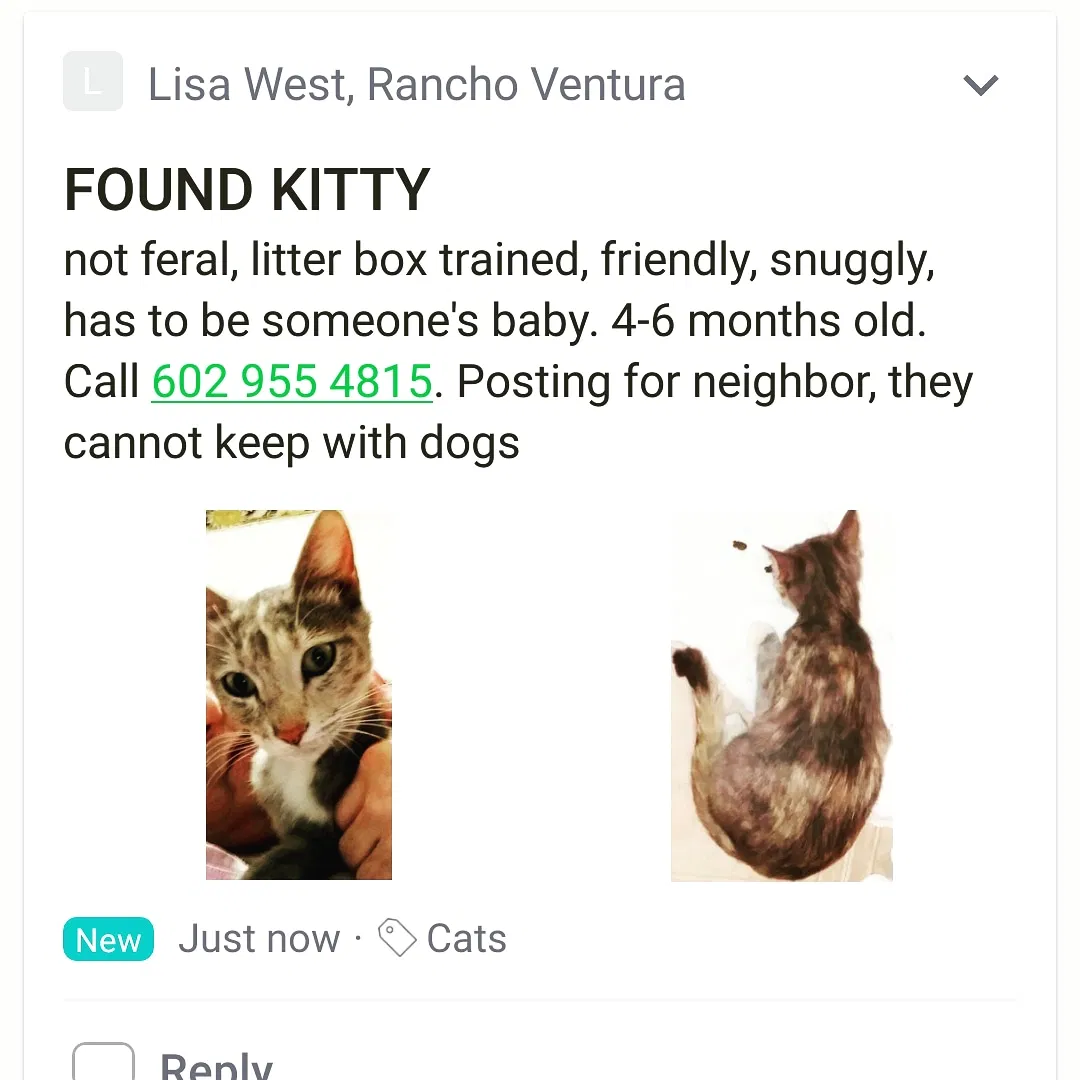 Found cat in Phoenix, AZ, 85008