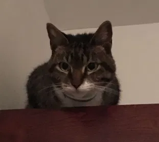 Lost cat in Mount Juliet, TN, 37122