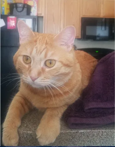 Lost cat in Indianapolis, IN, 46216