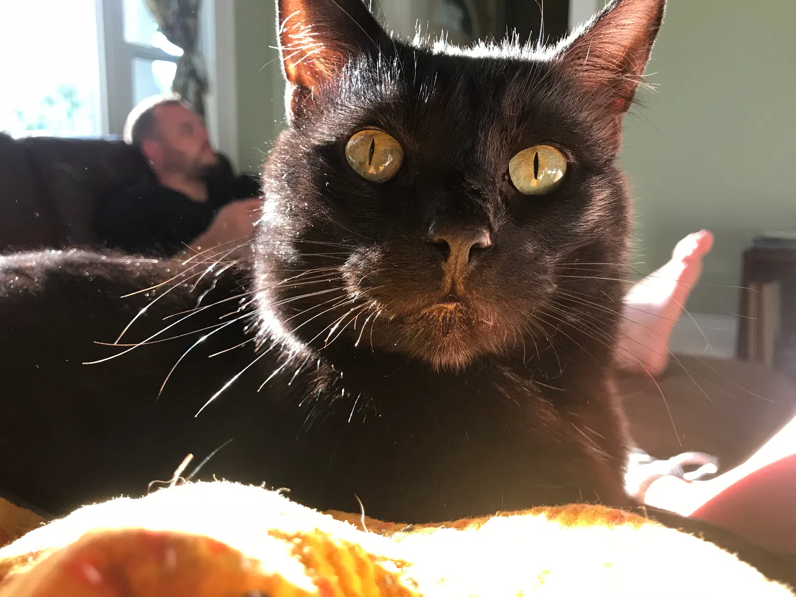 Lost cat in Milwaukee, WI, 53207