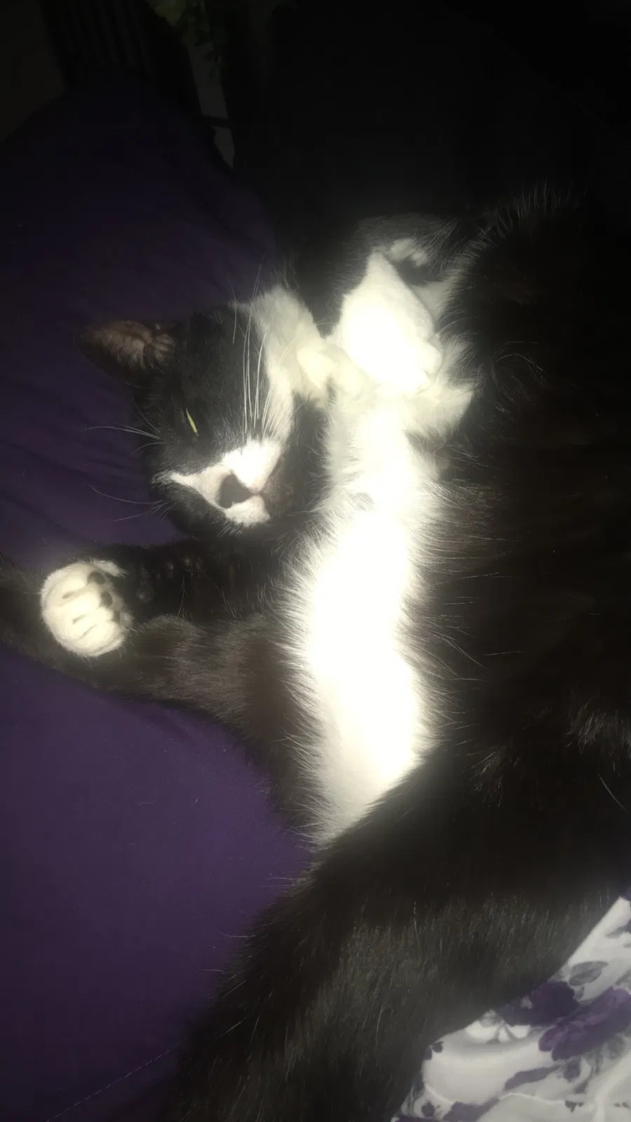 Lost cat in Puyallup, WA, 98374