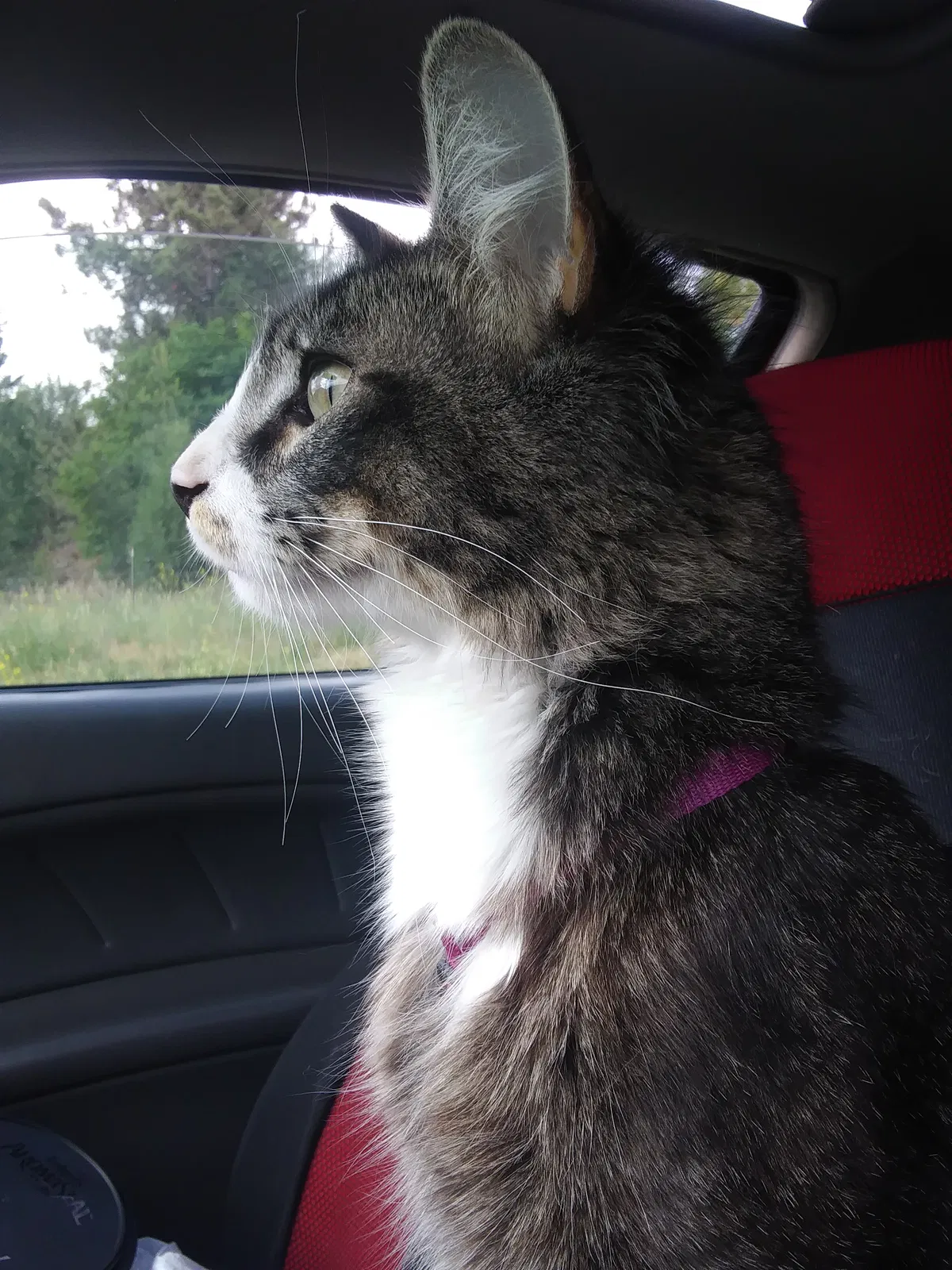 Lost cat in Seeley Lake, MT, 59868