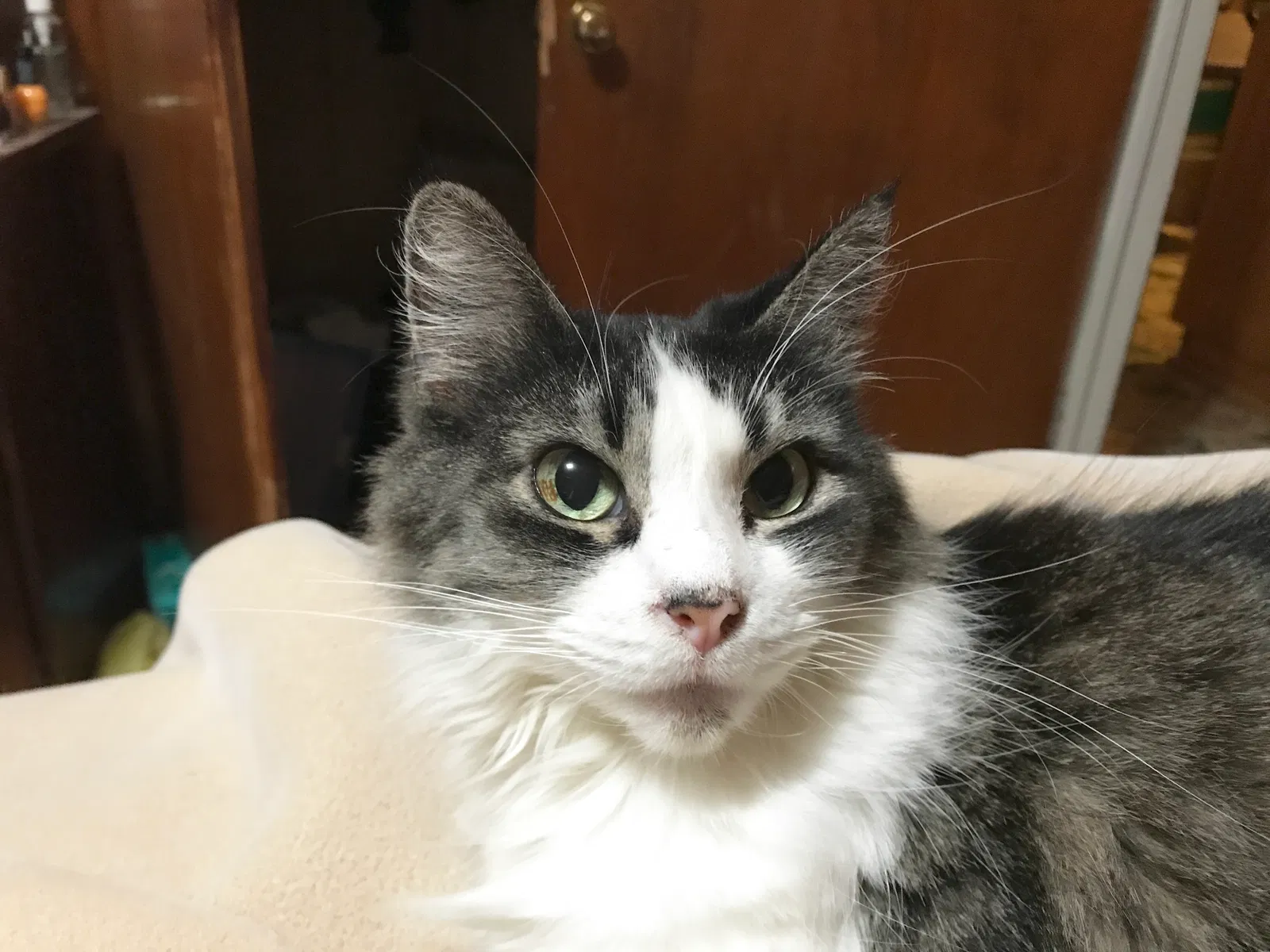 Lost cat in Huntsville, AL, 35805