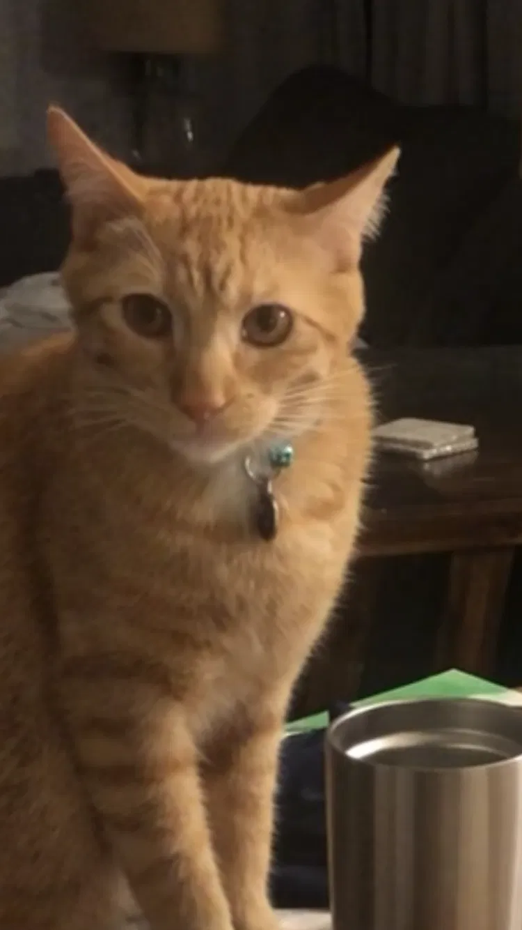 Lost cat in Escondido, CA, 92026