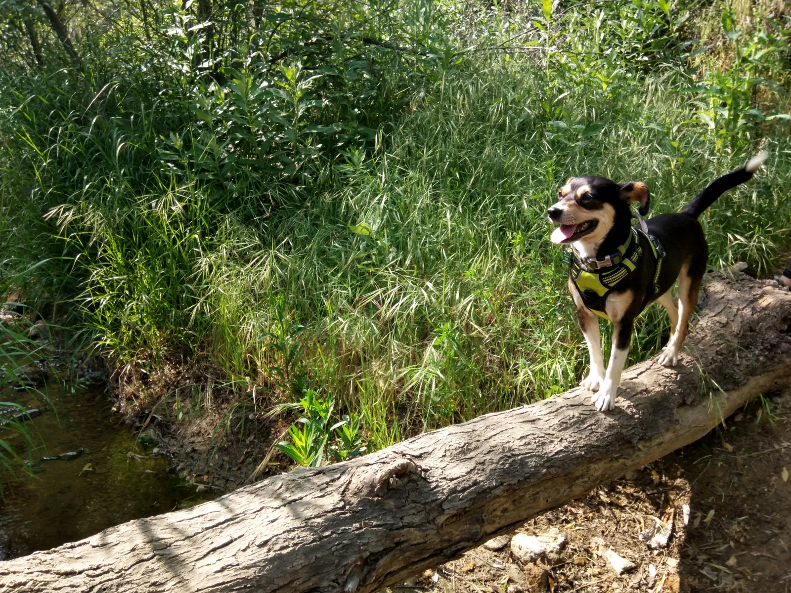 Lost dog in Newhall, CA, 91321
