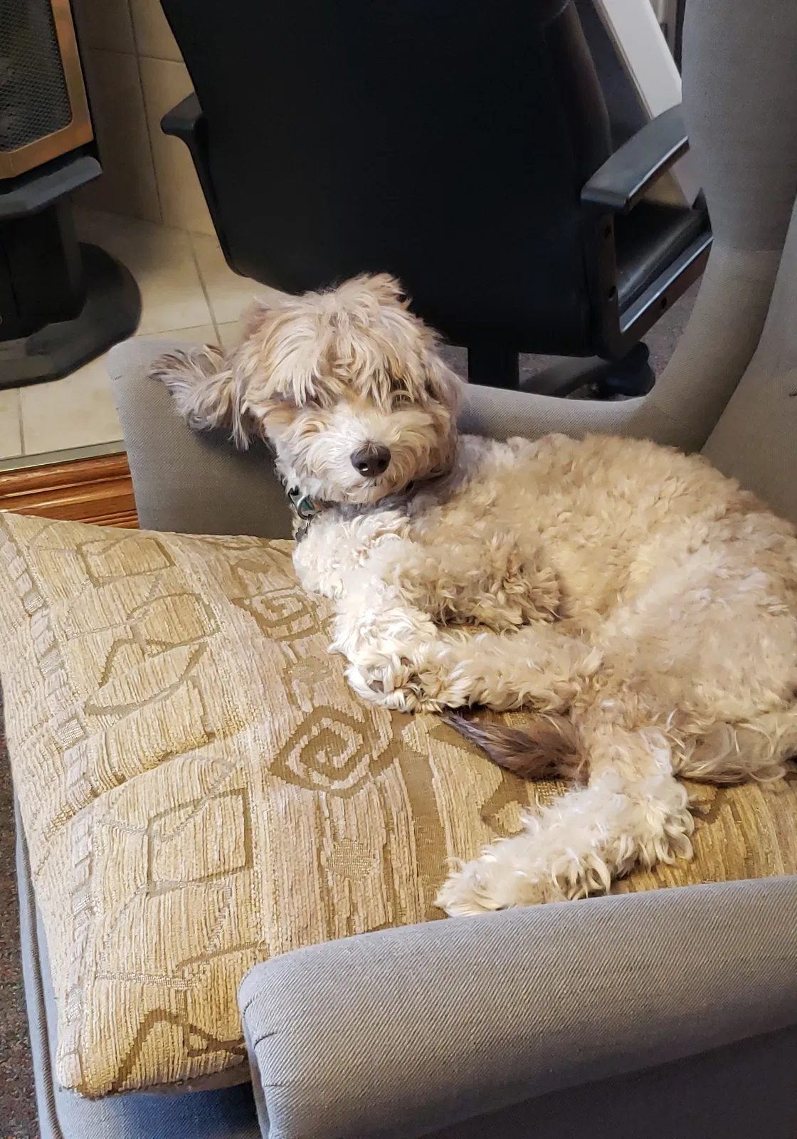 Lost dog in New Castle, DE, 19720