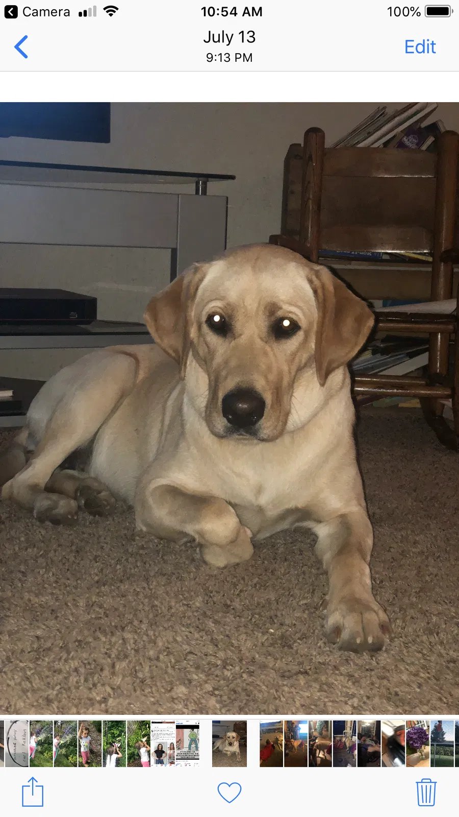 Lost dog in Gresham, OR, 97080