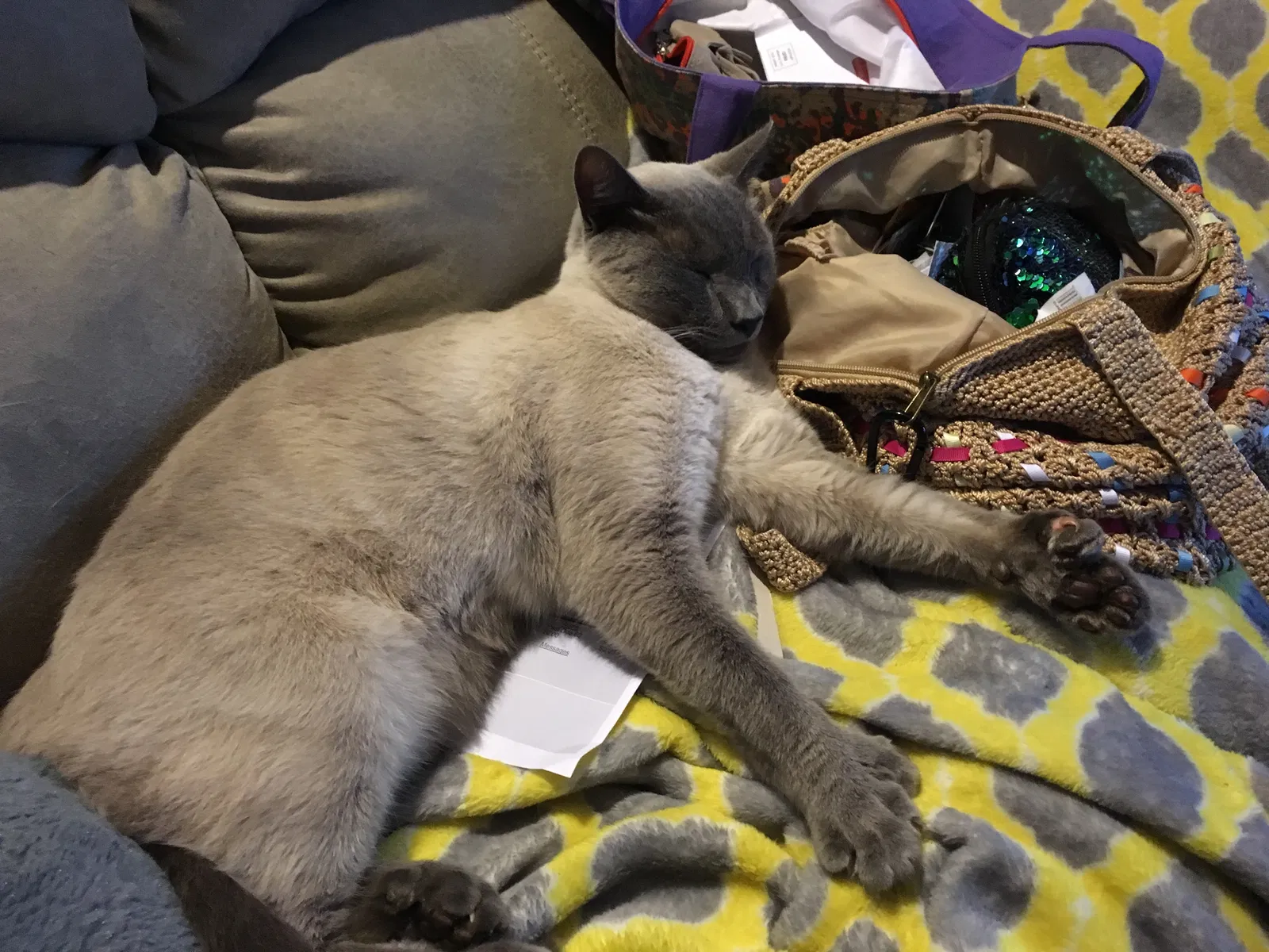 Lost cat in Monroe, GA, 30655