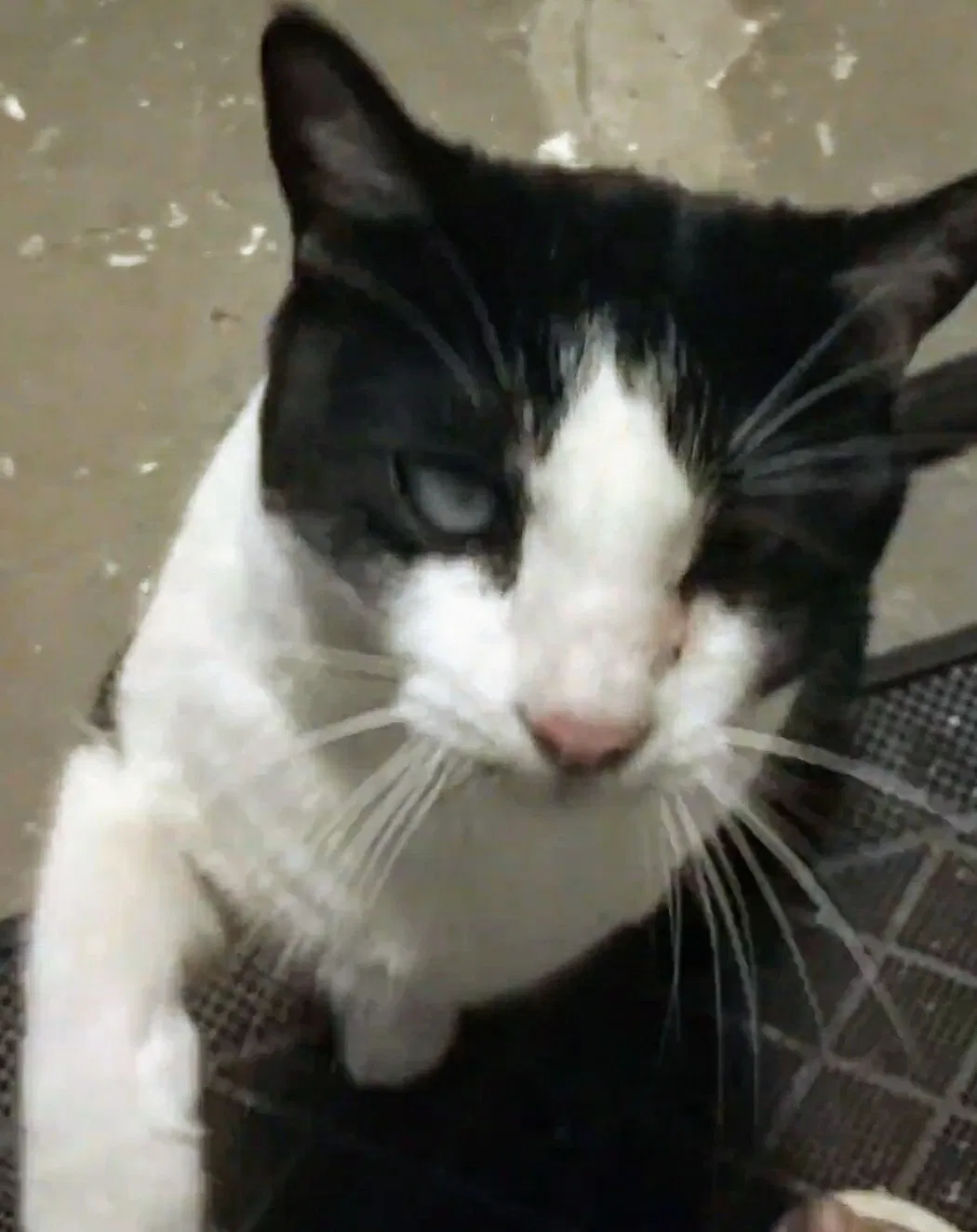 Lost cat in Lakeside, AZ, 85929
