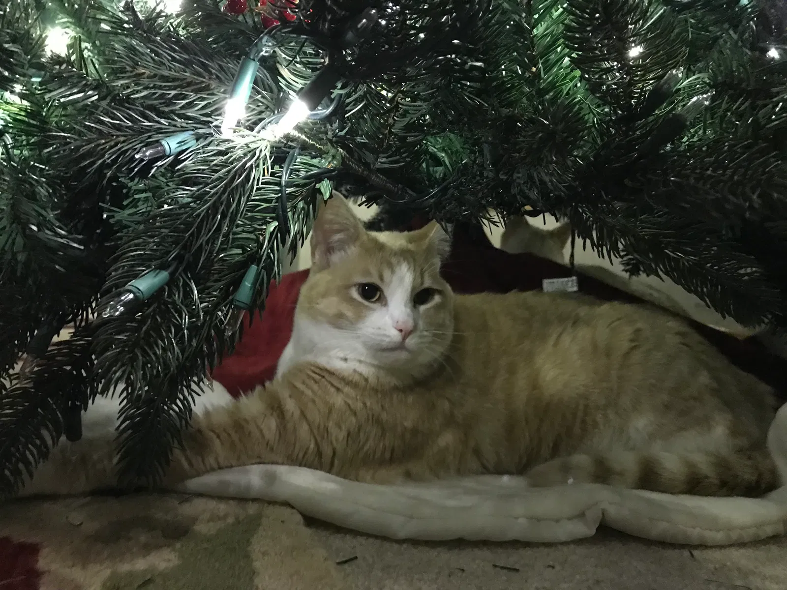Lost cat in Bothell, WA, 98012