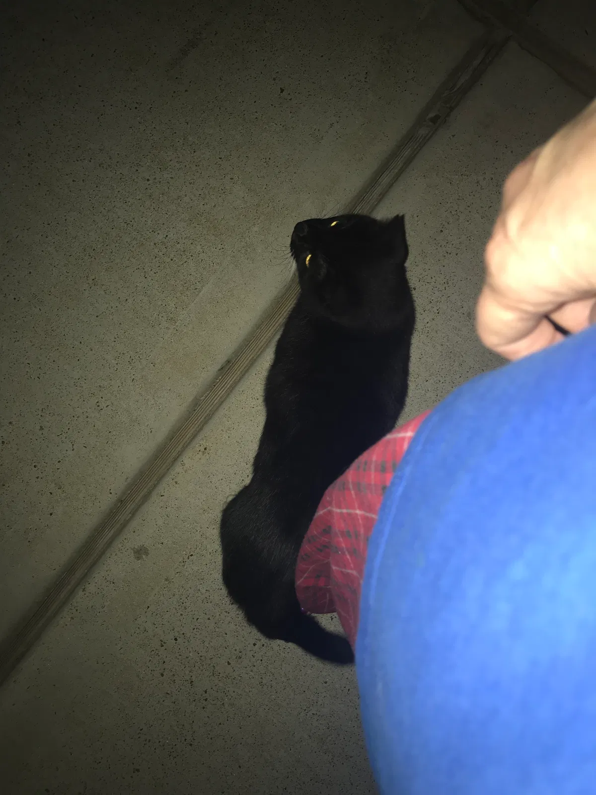 Lost cat in Katy, TX, 77493