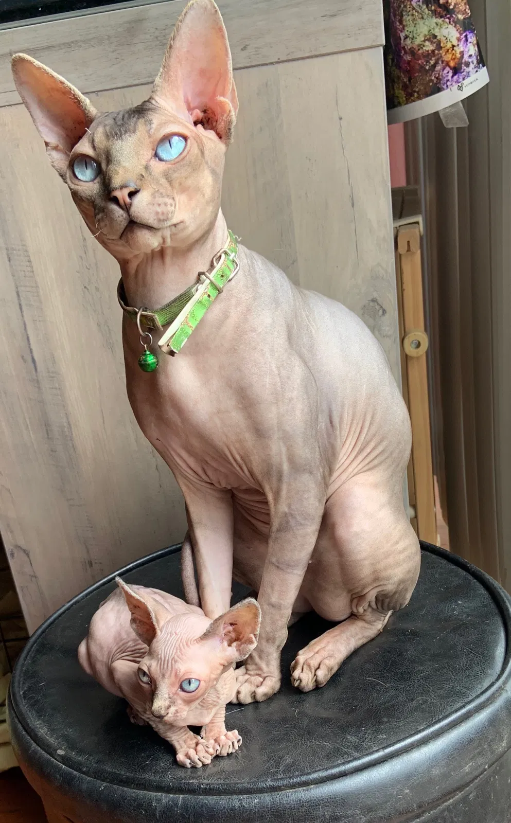Lost cat in Oceanside, CA, 92057